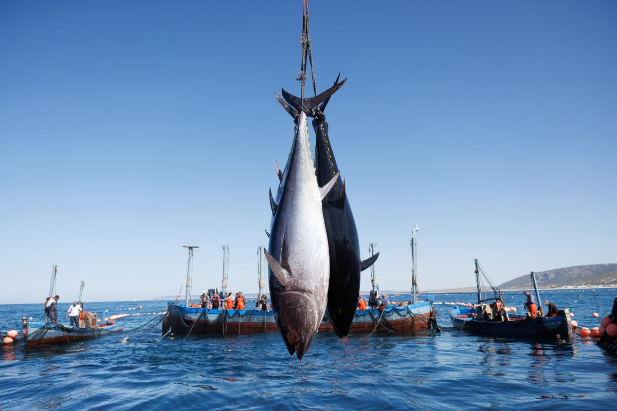 Almadraba: Die 3000 Jahre alte Kunst, Thunfisch zu fangen