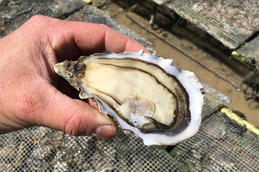 Konfrontationstherapie mit Happy End – oder: das Geheimnis der Luxus-Auster - Maître Philippe & Filles