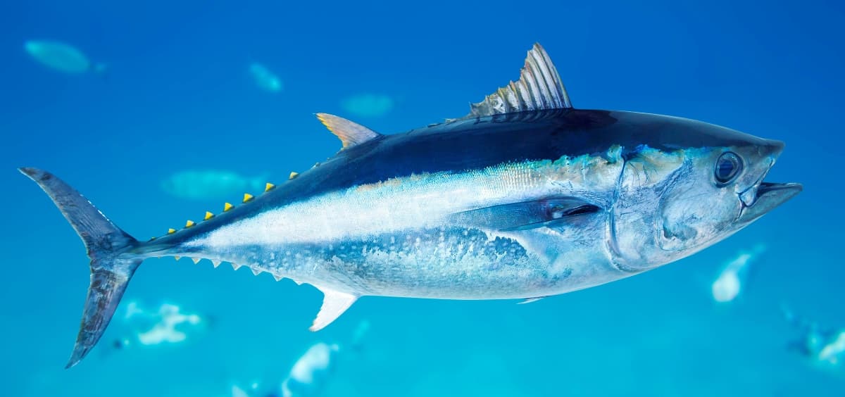 Die faszinierende Welt der Thunfische 🐟 - Maître Philippe & Filles