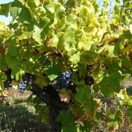 Seminar: Rhône (16.09.2026)