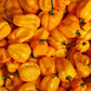 Carolina Reaper - Stärke 11/12🔥🔥🔥 Maison Martin