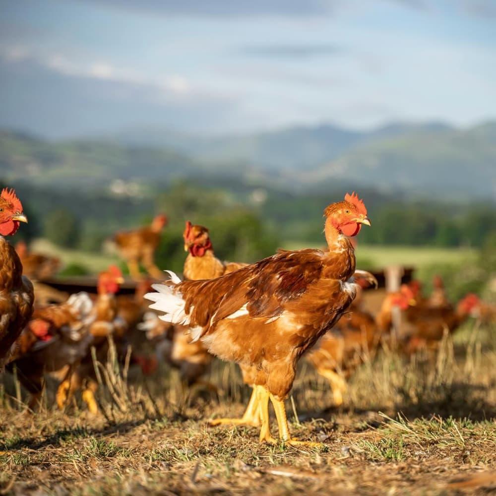 Baskische Geflügellebermousse Aldabia - 180g - Maison Aldabia - Maître Philippe & Filles