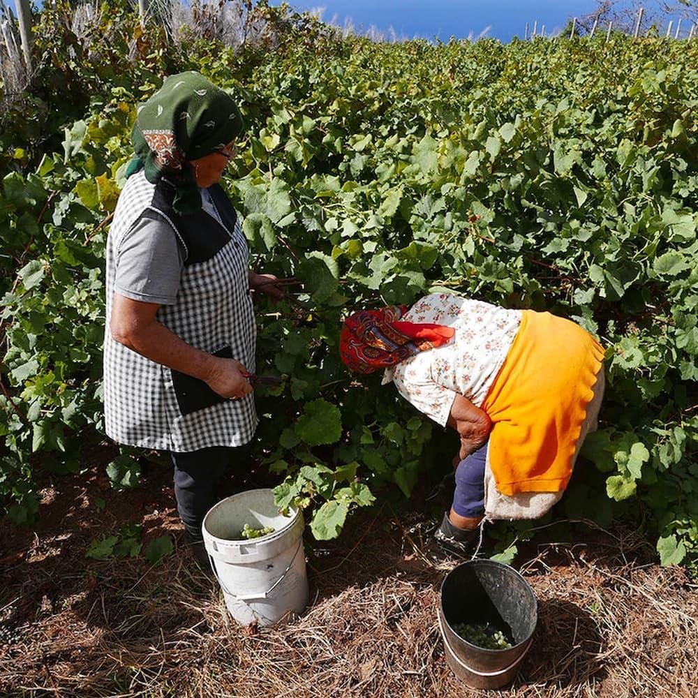 2008 Malvasia Single Cask (Sweet) - Barbeito - Maître Philippe & Filles