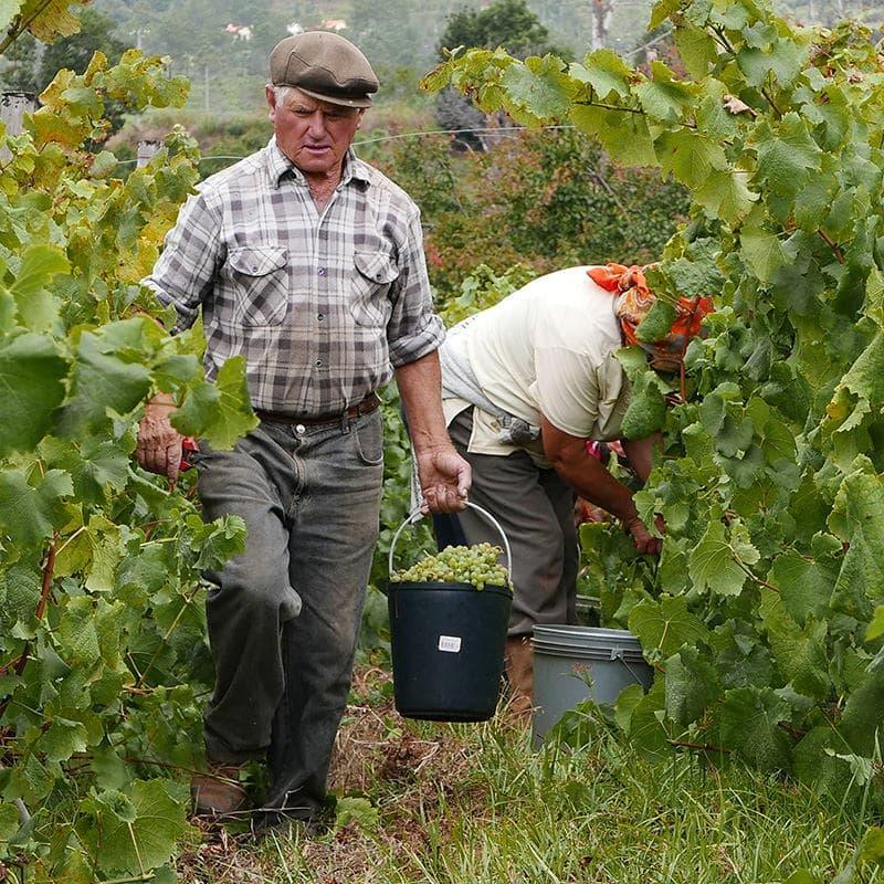 Barbeito Single Harvest 2010 Medium Dry - Barbeito - Maître Philippe & Filles