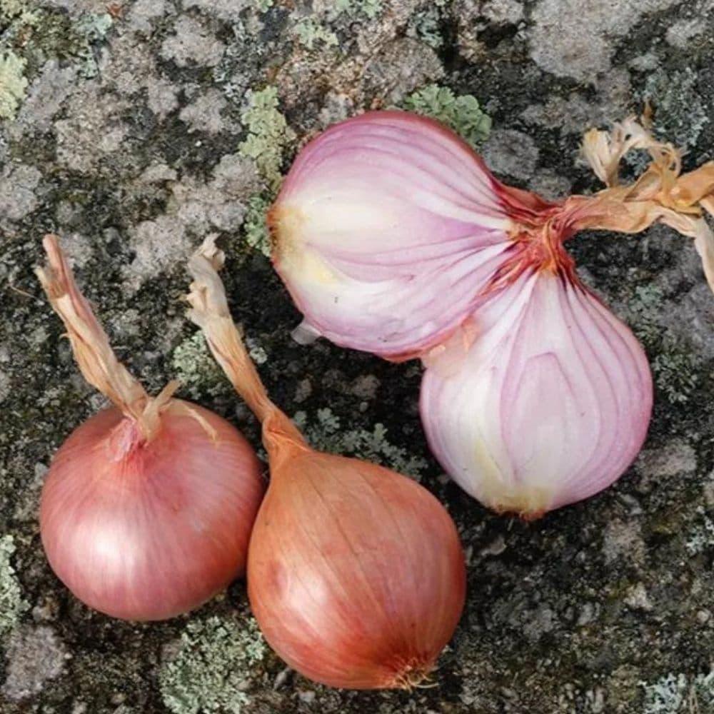 Confit von Rosa Zwiebel aus Roscoff mit "Algue Dulse" - Ferme de Kergus - Maître Philippe & Filles