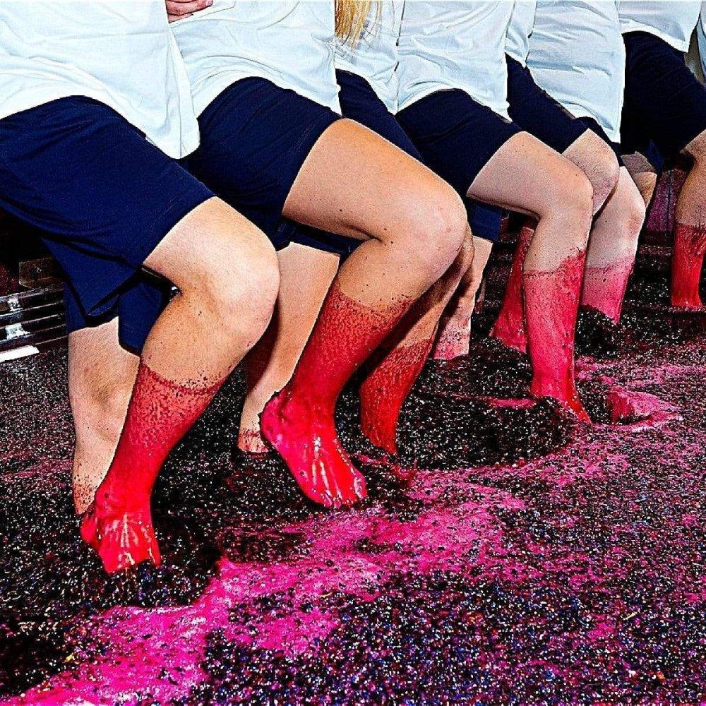 Druida 2017 Tinto - Dão - Nuno Mira do Ó - Maître Philippe & Filles