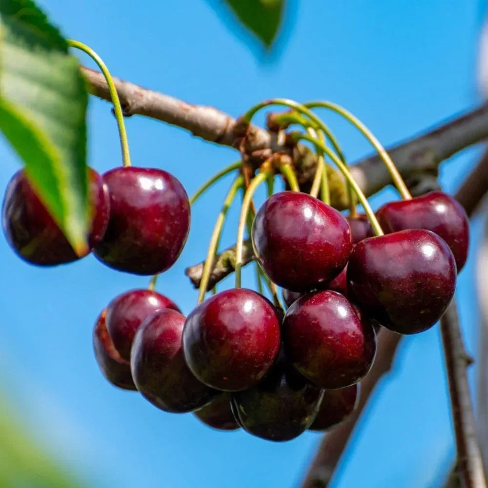 Eau de Vie de Kirsch 45% Briottet - Maison Briottet - Maître Philippe & Filles