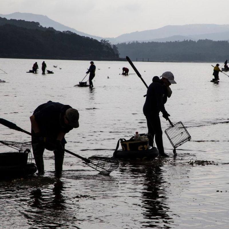 Kammmuscheln in Sauce-Vieira - Ramon Pena - Maître Philippe & Filles