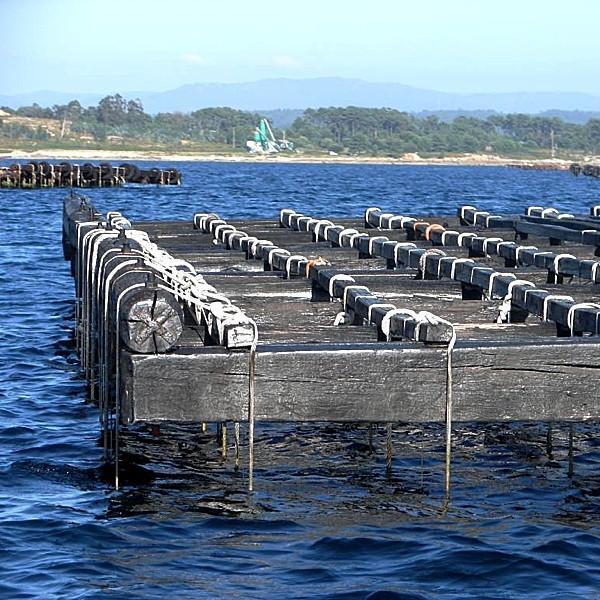 Kleine Miesmuscheln aus Galizien - Sauce Escabèche - Ramon Pena - Maître Philippe & Filles