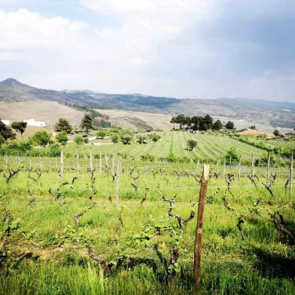 Pet Nat Rosé Uivo (Douro) - Folias de Baco - Maître Philippe & Filles