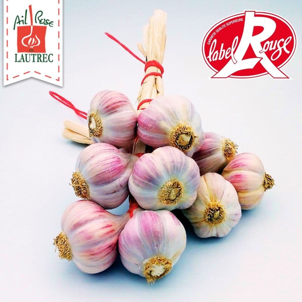 Rosa Knoblauch aus Lautrec Ernte 2026