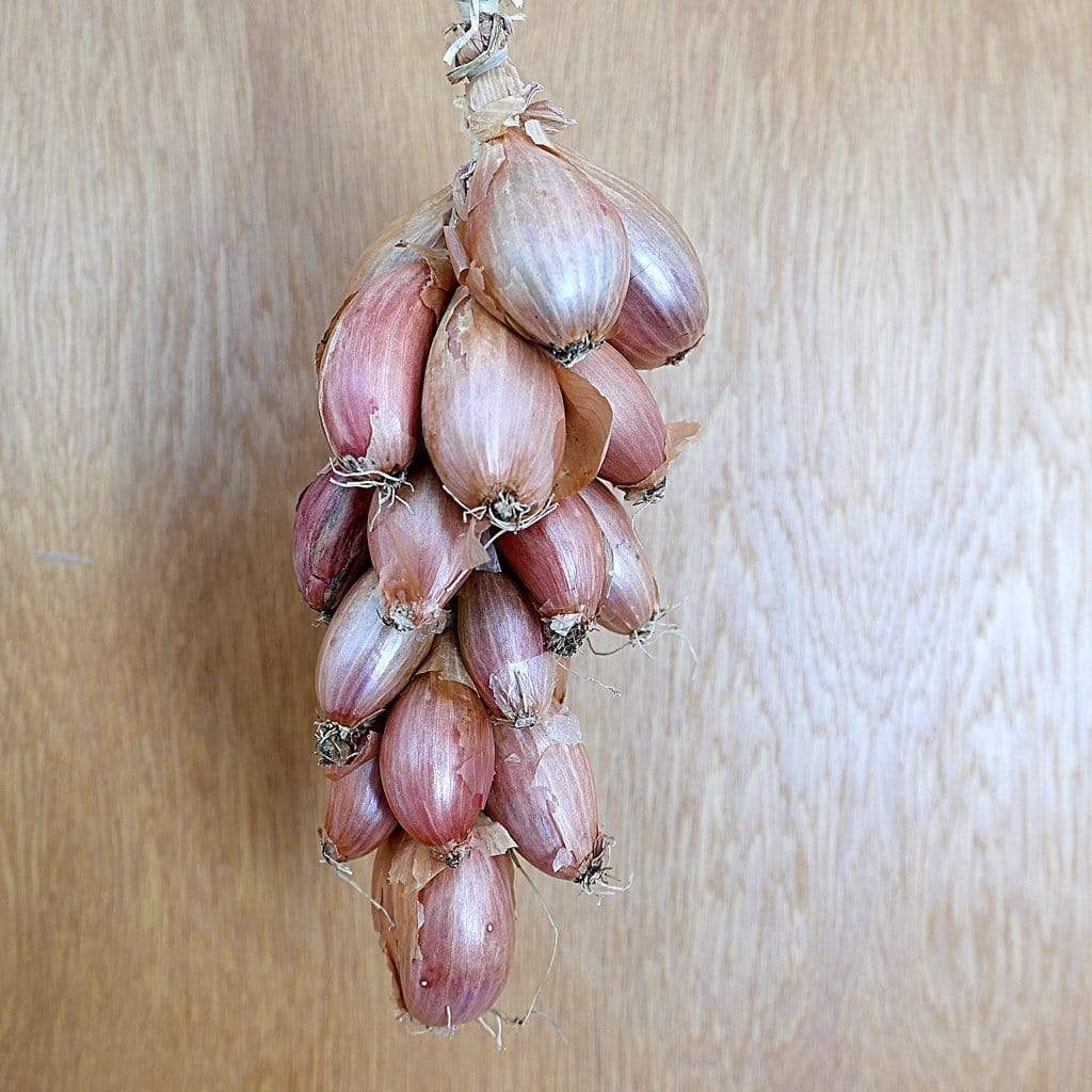 Schalotten „Cuisse de Poulet“ aus Roscoff, Ernte 2025 Ferme de Kergus