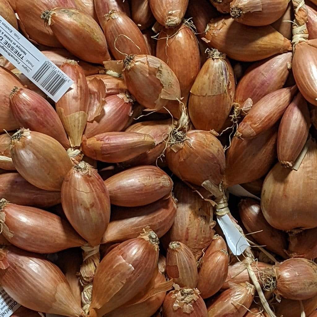 Schalotten „Cuisse de Poulet“ aus Roscoff, Ernte 2025 Ferme de Kergus