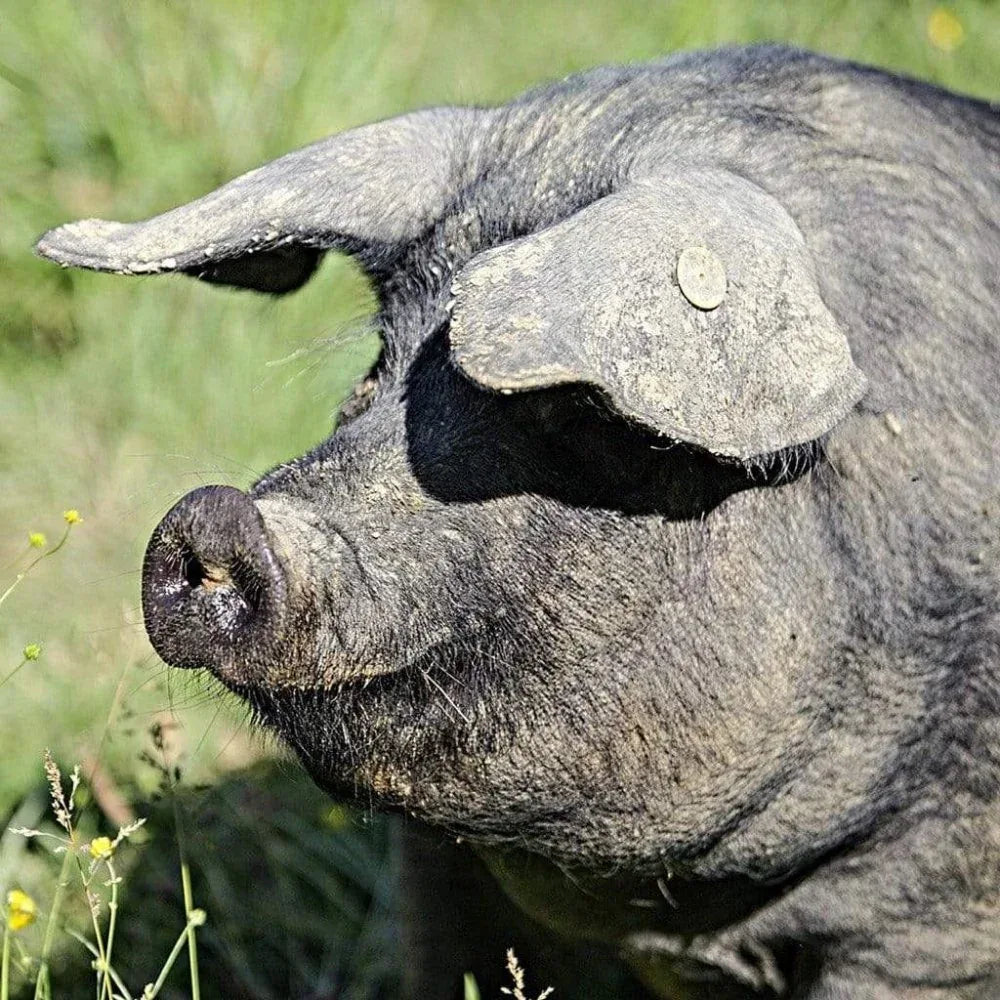 Streich-Blutwurst vom Porc Noir de Bigorre - Collectif Padouen - Maître Philippe & Filles